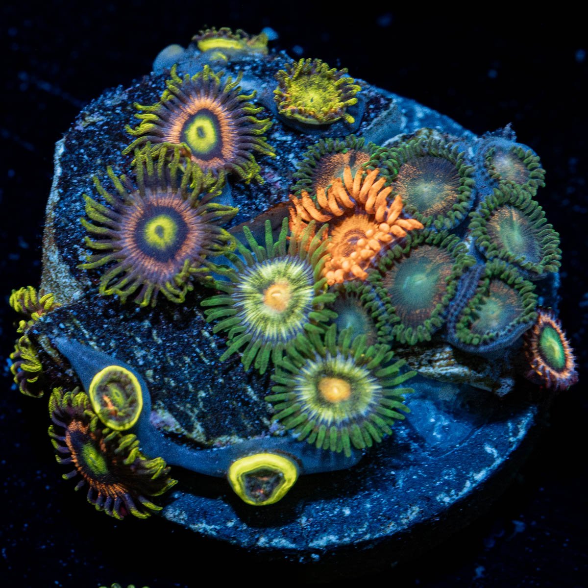 Zoanthid Combo - riptide aquaculture llc