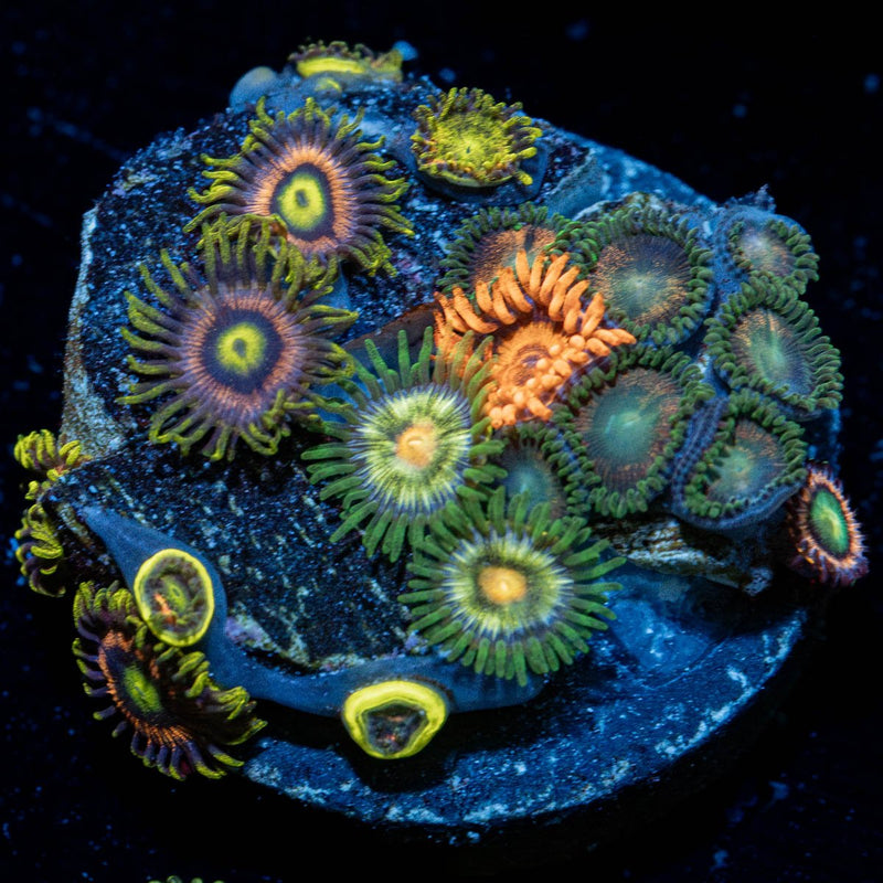 Zoanthid Combo