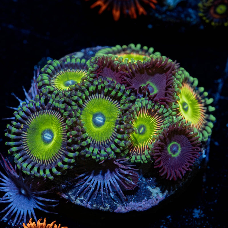 Zoanthid Combo