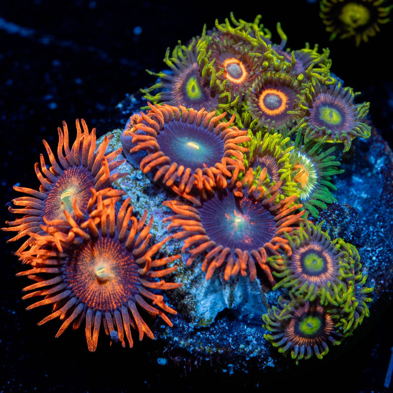 Zoanthid Combo