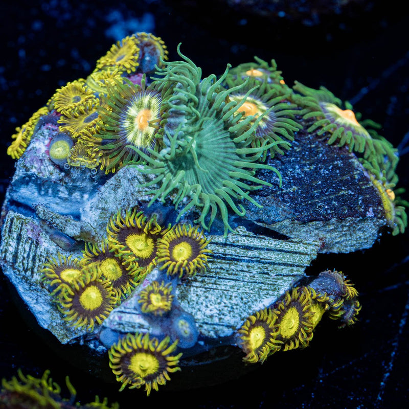 Zoanthid Combo