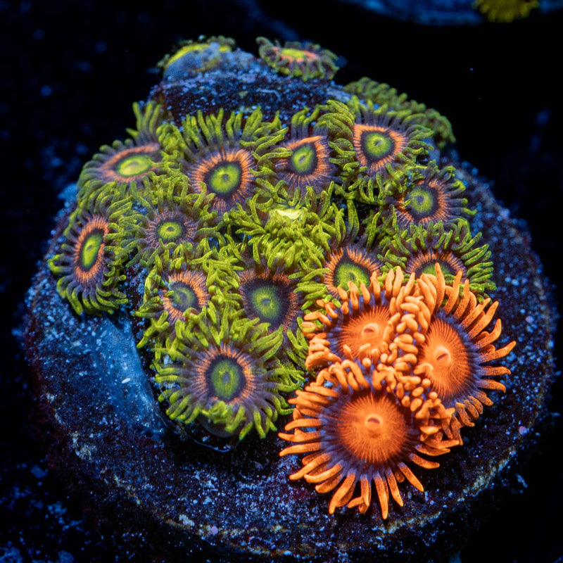 Zoanthid Combo
