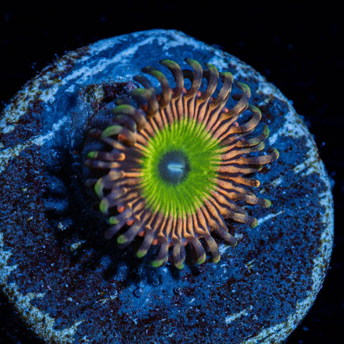 candy Apple Pink Zoanthid - riptide aquaculture llc