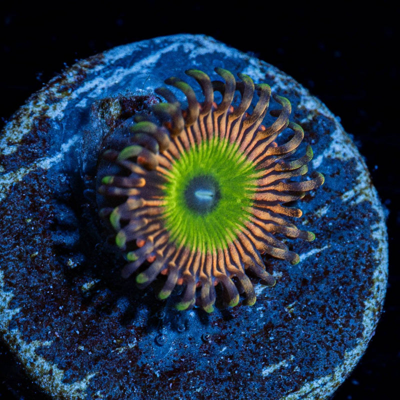 candy Apple Pink Zoanthid
