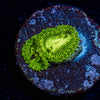 Emerald Muals Zoanthid - riptide aquaculture llc