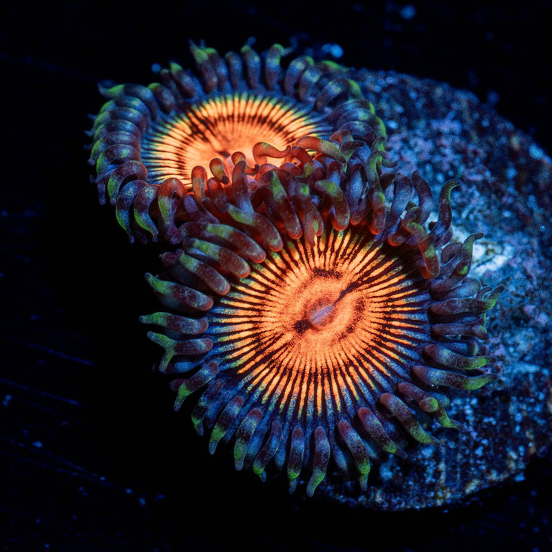 Fruit Ninjas Zoanthid