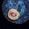 Majin Boos Zoanthid - riptide aquaculture llc