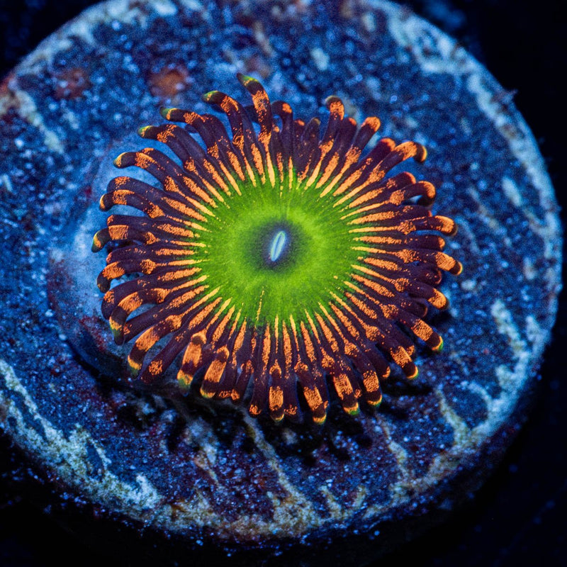 Candy Apple Reds Zoanthid