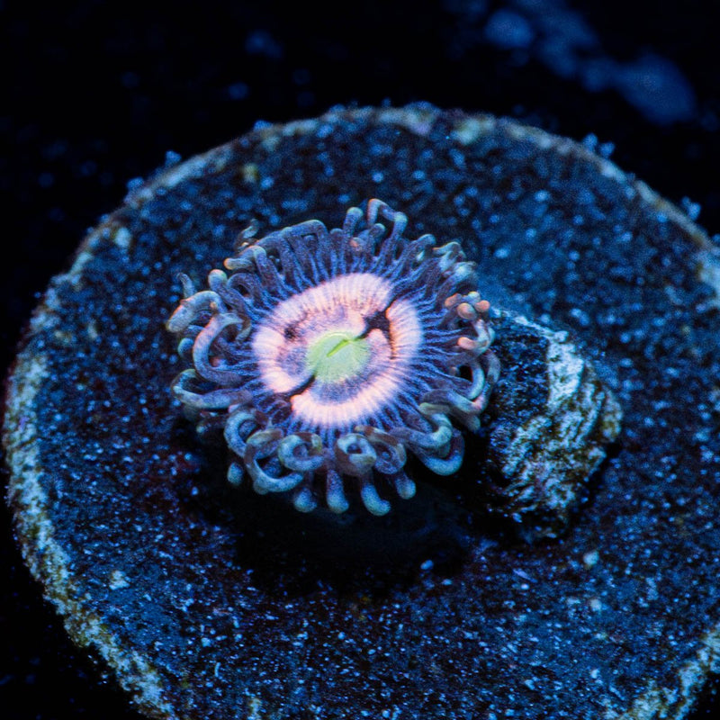 Daisy Dukes Zoanthid