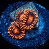 Orange Bam Bam Zoanthid - riptide aquaculture llc