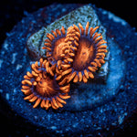 Orange Bam Bam Zoanthid - riptide aquaculture llc