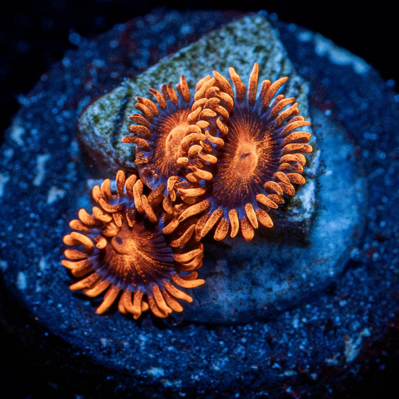 Orange Bam Bam Zoanthid