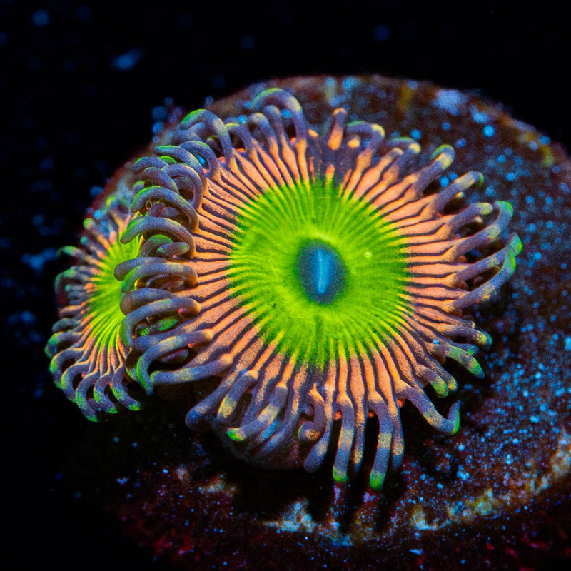 Candy Apple Pink Zoanthid