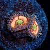Valkyries Zoanthid - riptide aquaculture llc