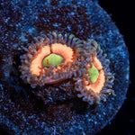 Valkyries Zoanthid - riptide aquaculture llc