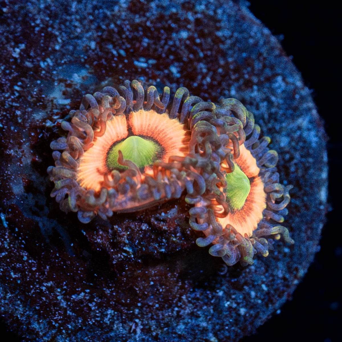 Valkyries Zoanthid - riptide aquaculture llc
