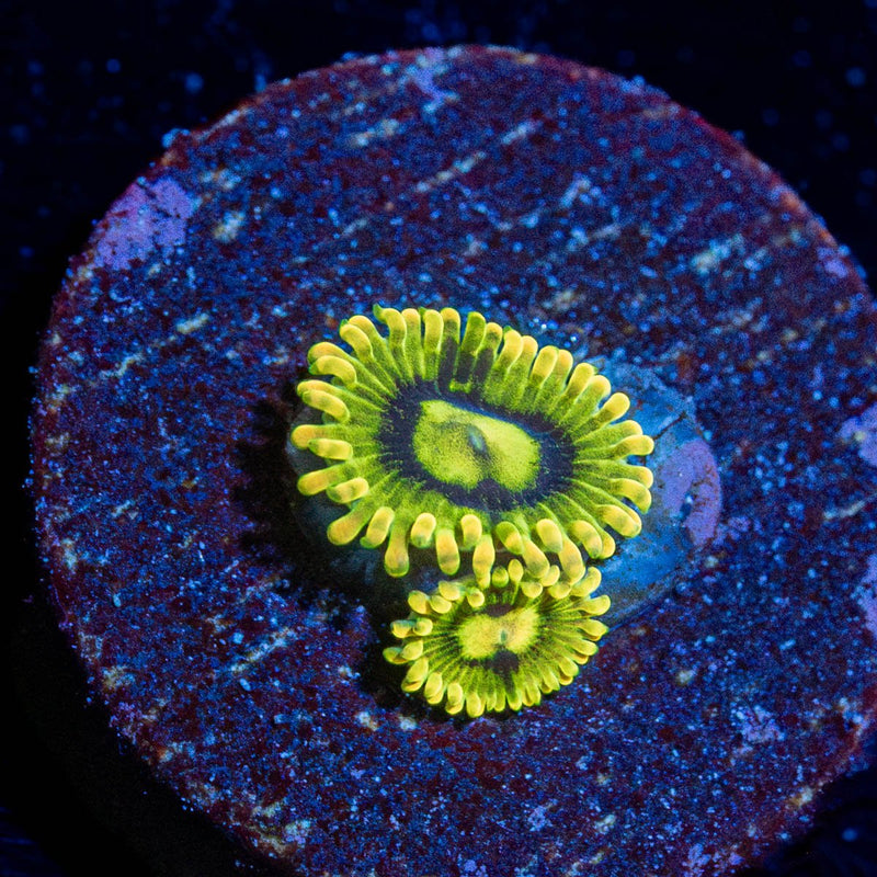 Rainbow Yoda Zoanthid