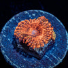 Cinnamon Zoanthid - riptide aquaculture llc