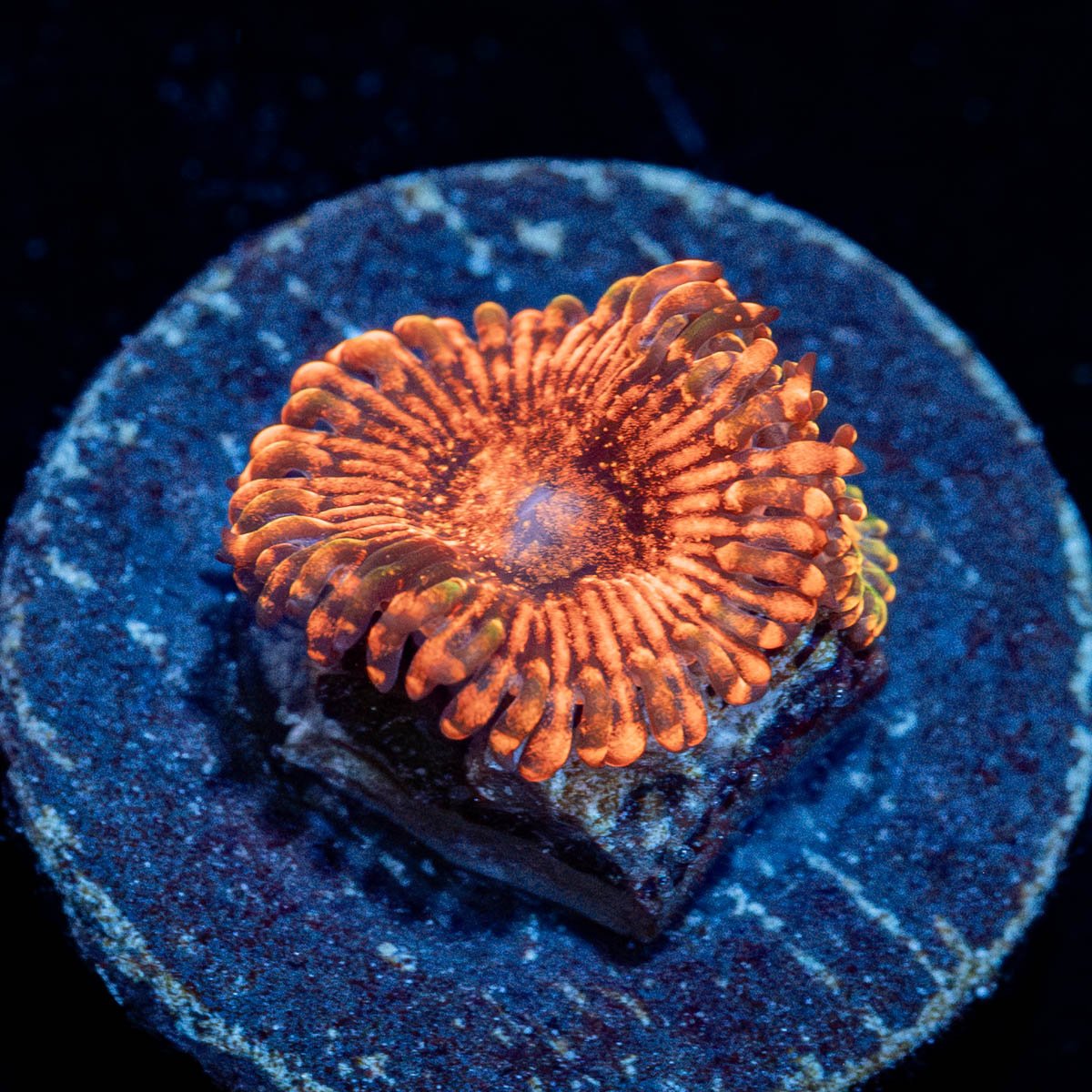 Cinnamon Zoanthid - riptide aquaculture llc