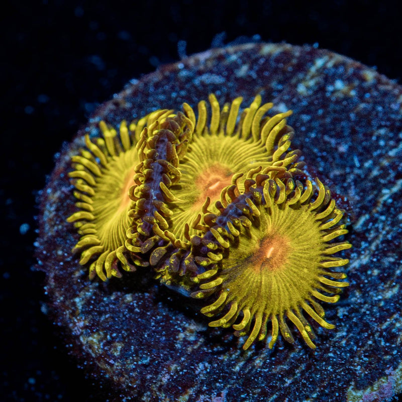 Sun God Zoanthid