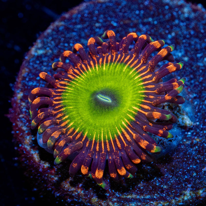 Candy Apple red Zoanthid