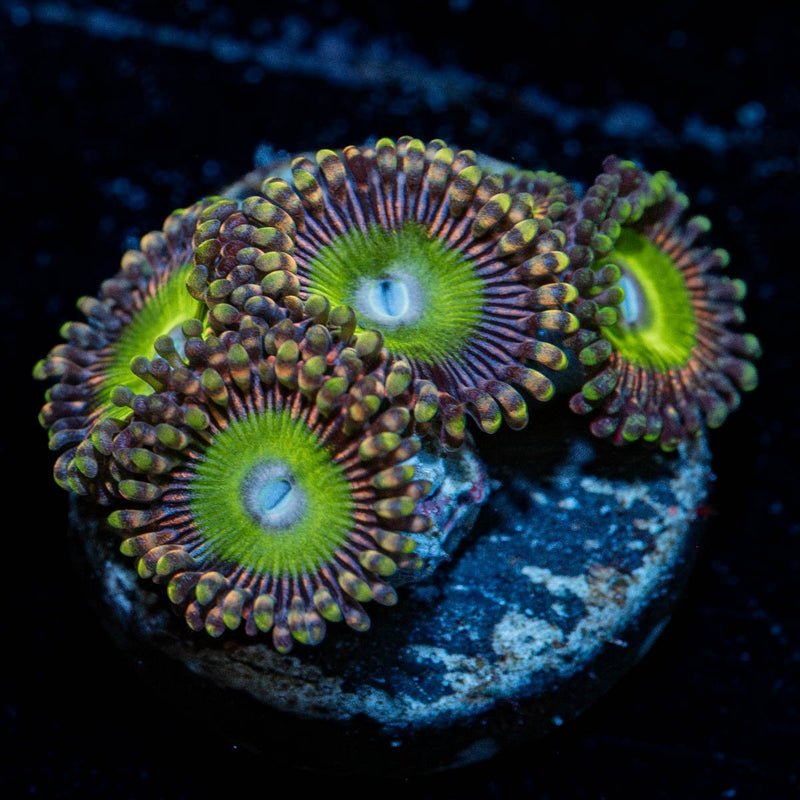 Candy Apple Zoanthid