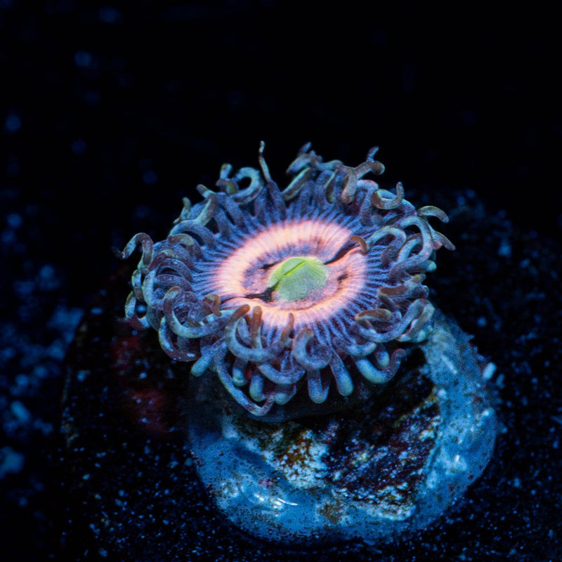Daisy Dukes Zoanthid