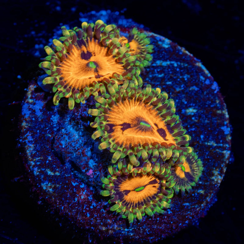 Pumpkin Smashers Zoanthid
