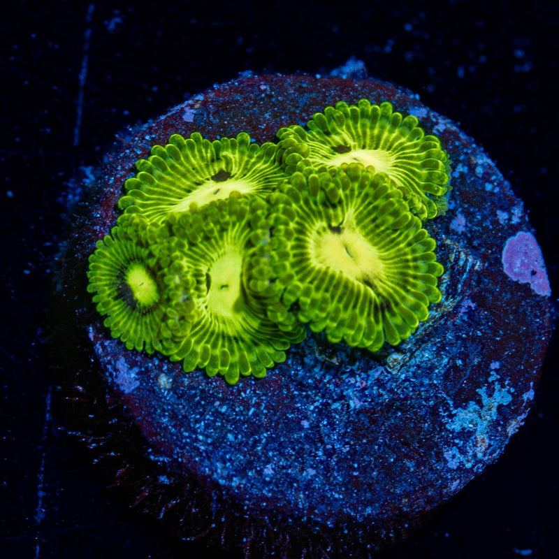 Emerald Muals Zoanthid