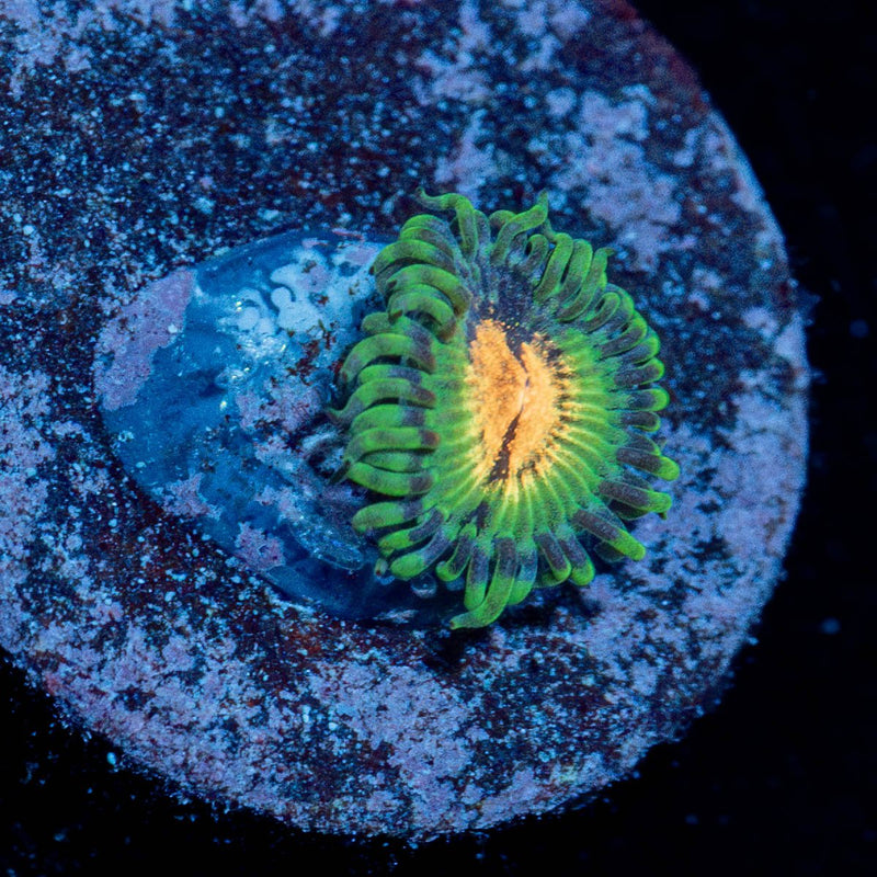 Blood Shots Zoanthid