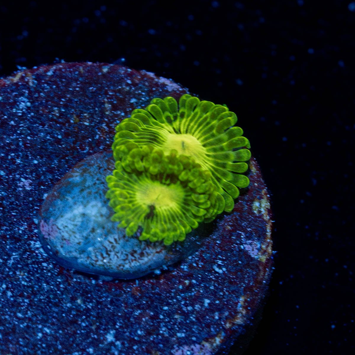 Emerald Muals Zoanthid - riptide aquaculture llc