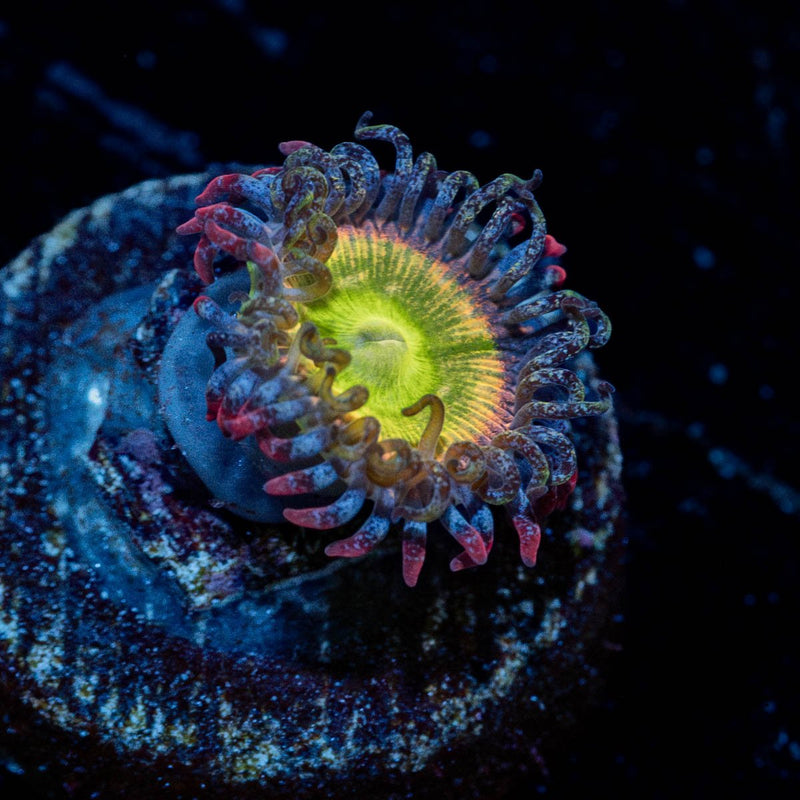 Funny D's Zoanthid
