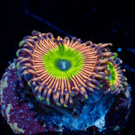 Candy Apple Pink Zoanthid - riptide aquaculture llc
