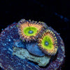 Candy Apple Pink Zoanthid - riptide aquaculture llc