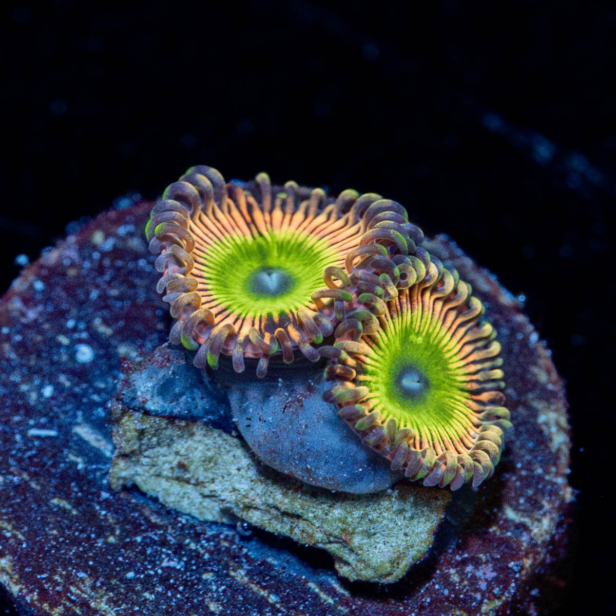 Candy Apple Pink Zoanthid - riptide aquaculture llc