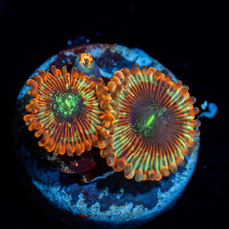 magicians Zoanthid