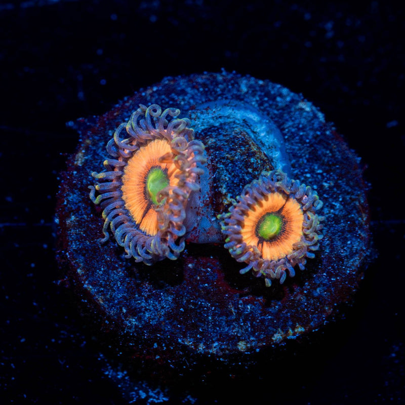 Valkyries Zoanthid