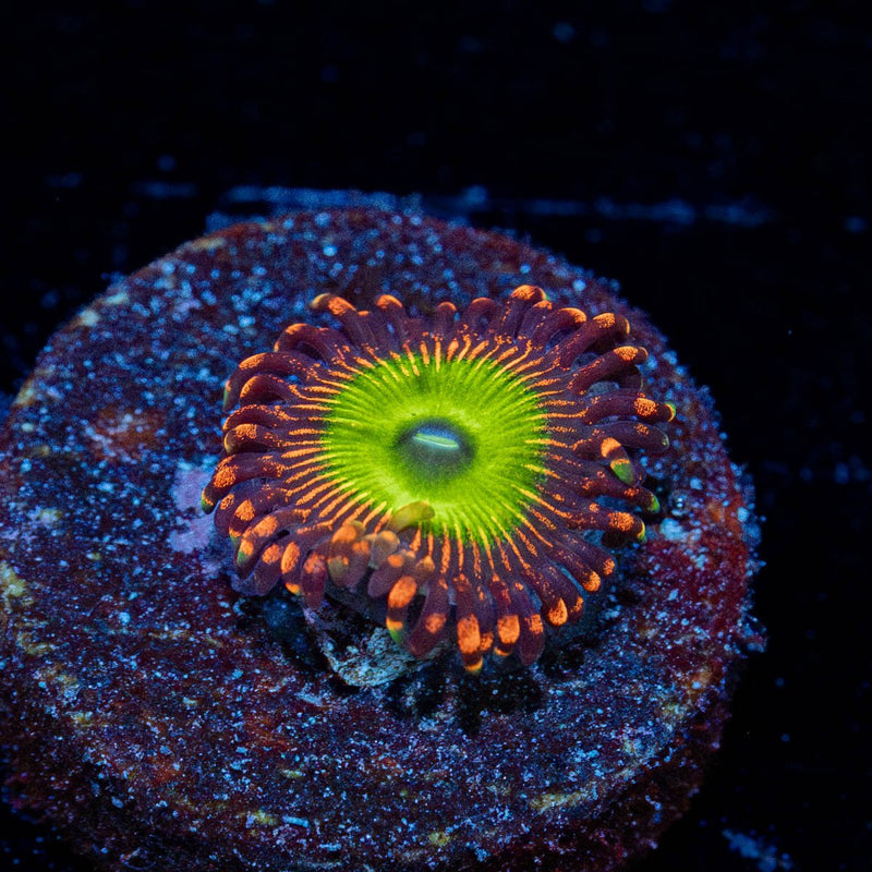 Candy Apple red Zoanthid