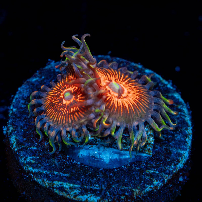 Aztec Warriors Zoanthid