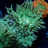 Green Duncan - riptide aquaculture llc