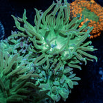 Green Duncan - riptide aquaculture llc