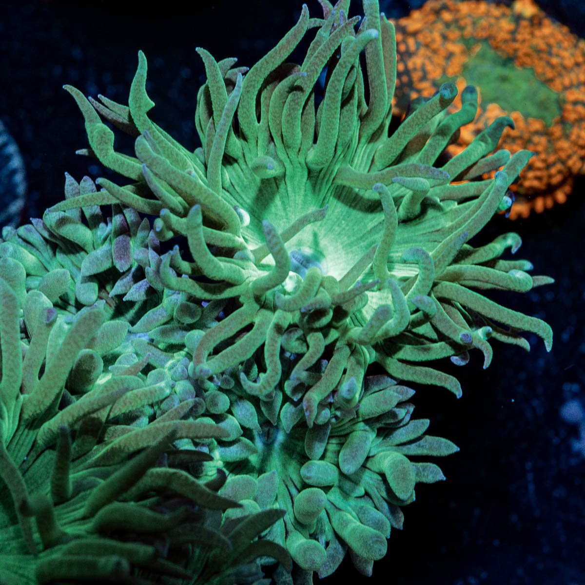 Green Duncan - riptide aquaculture llc
