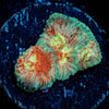 Ass Fungus Favia - riptide aquaculture llc