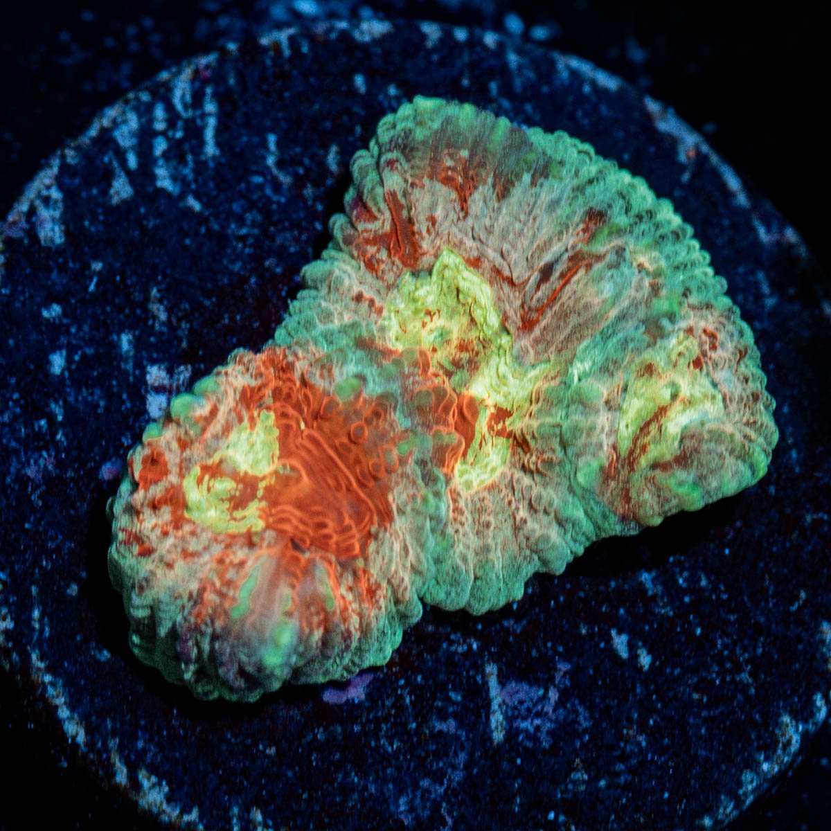 Ass Fungus Favia - riptide aquaculture llc