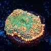 Charizard Mushroom - riptide aquaculture llc