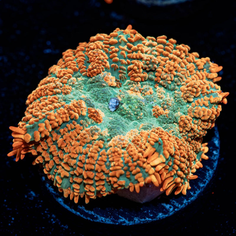 Charizard Mushroom
