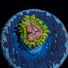 Purple monsters Zoanthid - riptide aquaculture llc