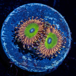 Candy Apple Pink Zoanthid - riptide aquaculture llc