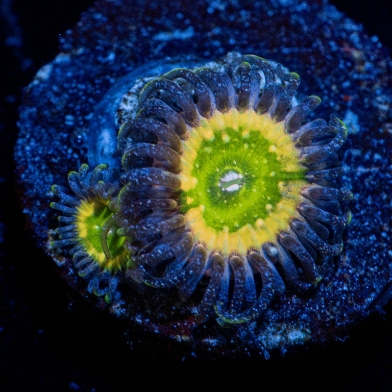 Tinker Bells Zoanthid