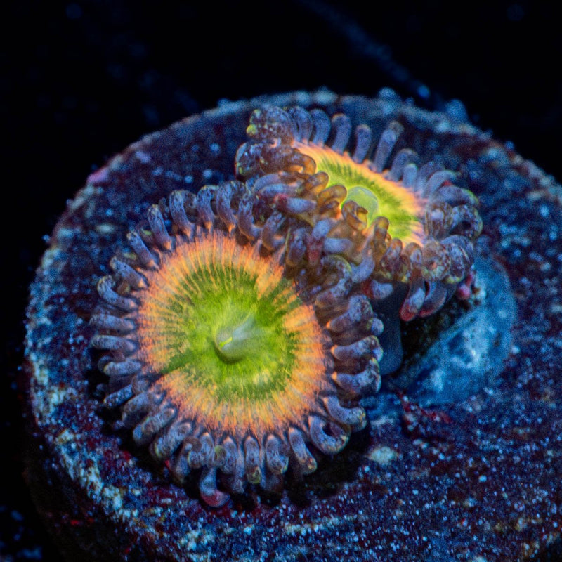 Funny D's Zoanthid